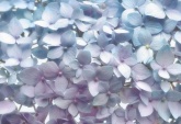 Flowers and Textures (Imagine 2) poszter - Light Blue