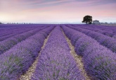 Flowers and Textures (Imagine 2) poszter - Provence